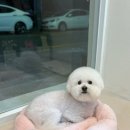 편안한댕 이미지