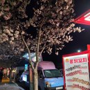 신호묘 | 경주 김유신장군묘 흥무로 벚꽃 개화현황(아기랑 야간에 방문했어요)