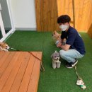 킨더퍼피 이미지