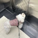 클럽미즈라미체의원 | 클럽미즈라미체의원 갔다가 연모 ~~