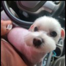 멍했냥 평택본점 이미지