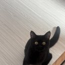 고양이분양 반하나캣 | 파주고양이분양 반하나캣 찐 후기