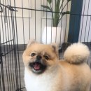 마미몽 펫샵 이미지