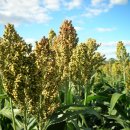 고선농장 이미지