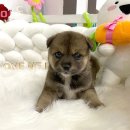 러브미독 이미지