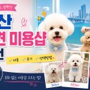 밤스(BAM'S) 강아지 미용실 | 부산 애견 미용샵 추천｜강아지 미용실 비용·후기·선택방법 총정리
