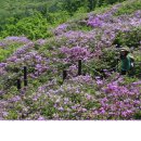 제26차 정기산행(지리산 바래봉-1,165m)안내... 이미지