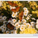 옥곡중학교 이미지