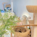 미오미오 고양이분양 이미지