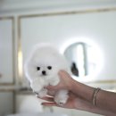 퍼피데일리 이미지