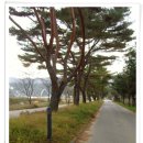 광치마을입구-광치휴양림 대암산등산로 가로수 | 양구여행 대암산 솔봉 등반 생태식물원에서 - [1부]