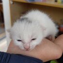 노노예예 이미지