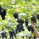 희성농장 이미지