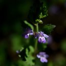 이마당약수터 이미지