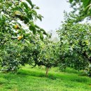 대봉사슴 이미지