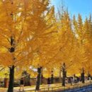 황금방석 이미지