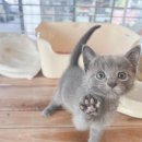 대전고양이분양 루나캣 이미지