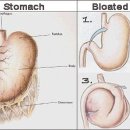 24시 대전동물의료센터 이미지