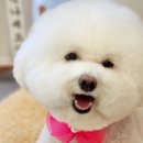 릴리 펫스파 이미지
