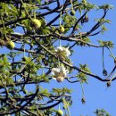 바오밥나무 이미지