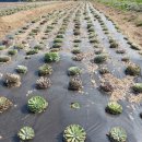 토토농장 이미지