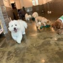 은퇴한 수의사의 저택 이미지