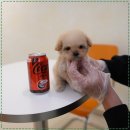 대구강아지분양 홍스퍼피 이미지