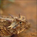 텍사스혼리자드 (Texas Horned Lizard) 이미지
