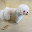 피네(P-ne) 네이버블로그