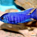 Copadichromis sp. azureus (코파딕크로미스 sp 아주리우스 ) 이미지