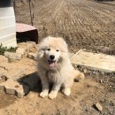 고마워 강아지 이미지