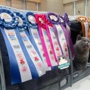 그랜비캐터리 이미지