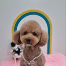 언제나 사랑할개 이미지