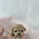 인천강아지분양 판도라독 가정분양 이미지