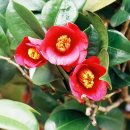 꽃으로 힐링 ** 이미지