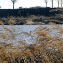 공릉천자전거도로변 이미지