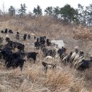 달뜨기흑염소목장 이미지