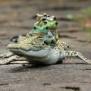 비바리움매니아 이미지