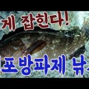 척포 방파제 낚시 손맛 쨩!!! 고등어와 전갱이 너나 포인트, 최고급 횟감 이것도 잡히다니!! 고양이 대기표 Cheokpo breakw 이미지