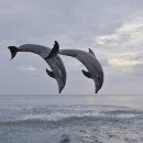 DC백화점 이미지