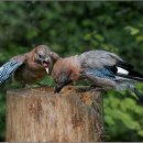 소설로 배우는 영어 이미지