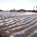 상모리-1 이미지