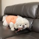 댕댕로망스 이미지