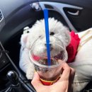 비타민 | 천연 비타민잎차 후기, 무농약 카페인 Zero 맛있기까지