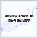 러브애견 네이버블로그