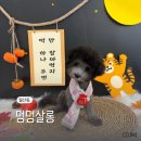 복슬 강아지 | 광주 남구 애견미용실 추천 처음 미용도 걱정없는 멍멍살롱 후기