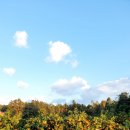 조천농장 이미지