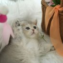 강남 고양이 분양 냥블리 | 귀엽고 사랑스러운 고양이분양 원한다면 강남 고양이분양 냥블리에서 분양받으세요.