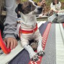 동물치유쉼터 | [댕스카우트] 숲으로 간 댕대원_국립양평치유의숲