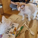 고양이 모자 | 진주 혼자 여행 &#34;고양이 모자&#34; 고양이 카페 솔직한 후기